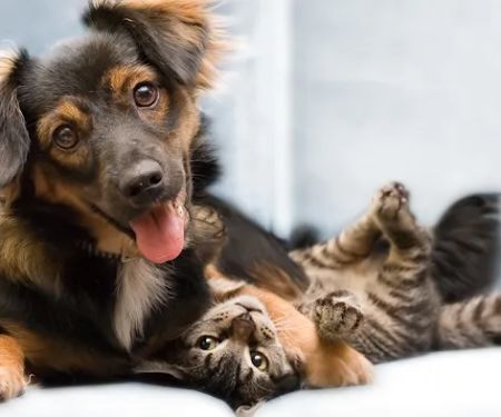 Britton Road Veterinary Clinic