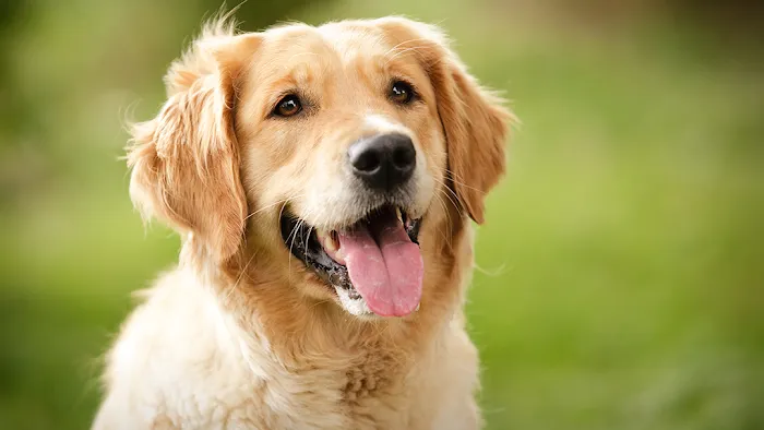 Britton Road Veterinary Clinic Picture 10