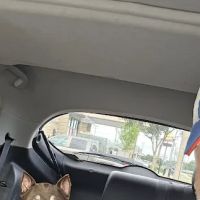 Village Animal Hospital ico