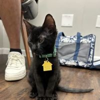 Portland Veterinary Clinic ico