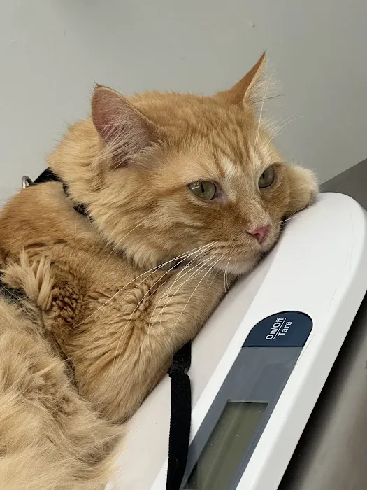 Portland Veterinary Clinic Picture 3