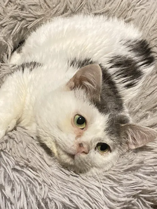 Wheatland Veterinary Hospital Picture 1