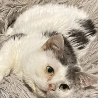 Wheatland Veterinary Hospital ico