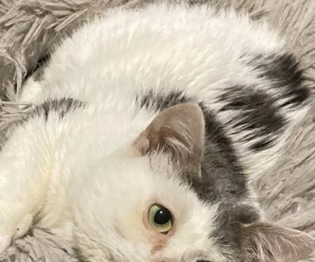 Wheatland Veterinary Hospital