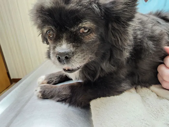 Wheatland Veterinary Hospital Picture 2