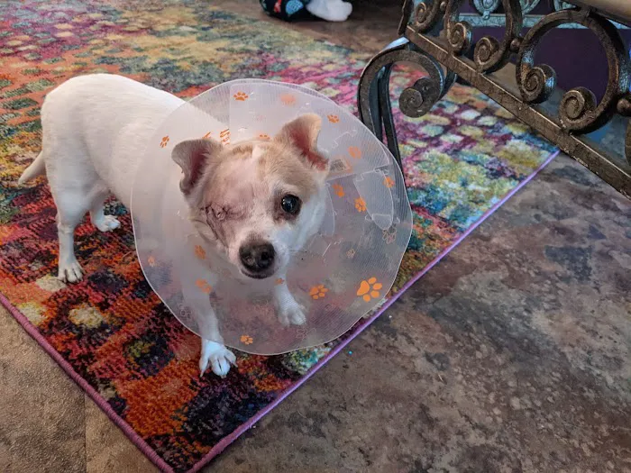 Animal Emergency & Surgical Center Picture 1