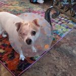 Animal Emergency & Surgical Center