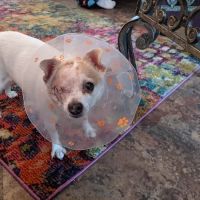 Animal Emergency & Surgical Center ico