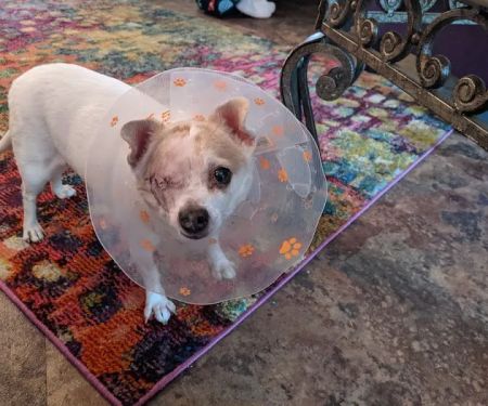 Animal Emergency & Surgical Center