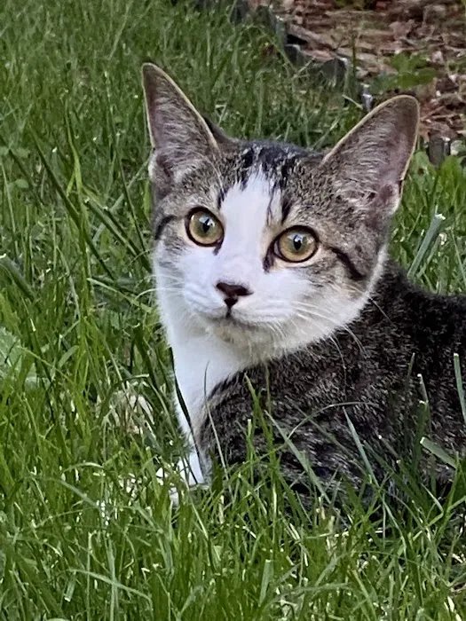 Animal Emergency & Surgical Center Picture 4