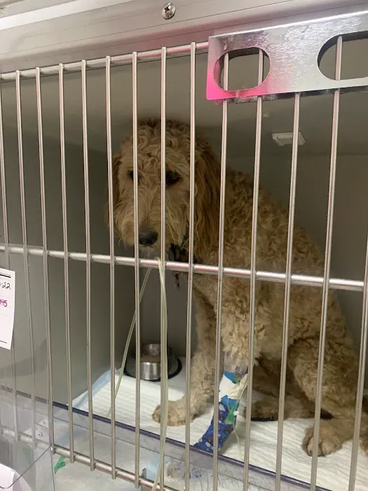 Animal Emergency & Surgical Center Picture 5