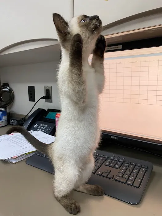 Animal Emergency & Surgical Center Picture 10