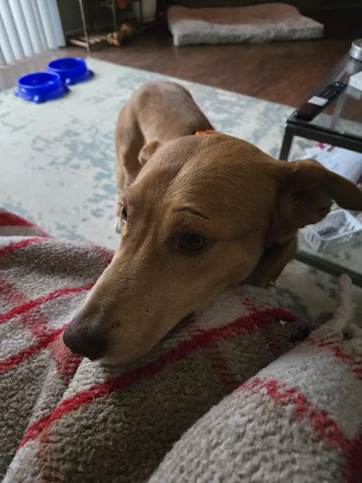 Southwestern Pet Clinic: Geurin Shanda DVM Picture 3