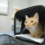 Southwestern Pet Clinic: Geurin Shanda DVM