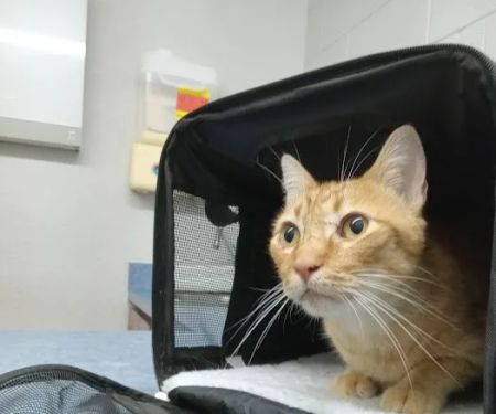 Southwestern Pet Clinic: Geurin Shanda DVM