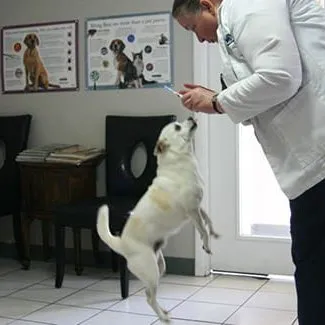 Awesome Care Veterinary and Laser Center Picture 5