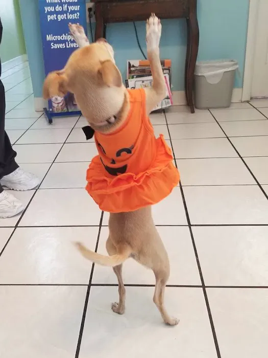 Awesome Care Veterinary and Laser Center Picture 10