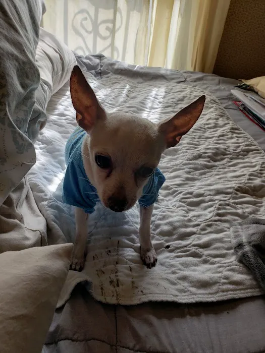 Bella SPCA Non-Profit Veterinary Hospital Picture 1