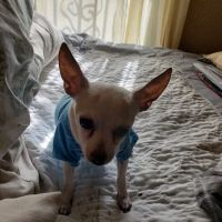 Bella SPCA Non-Profit Veterinary Hospital ico