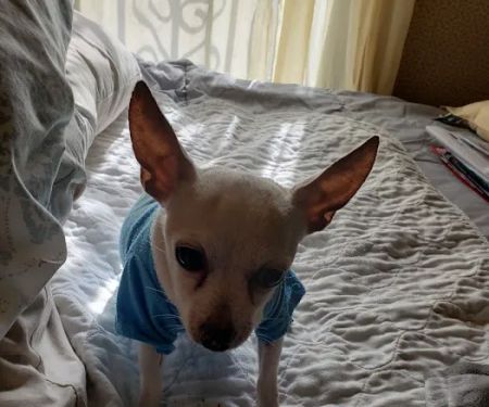 Bella SPCA Non-Profit Veterinary Hospital