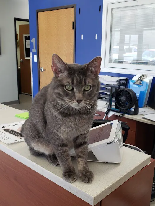 Bella SPCA Non-Profit Veterinary Hospital Picture 5