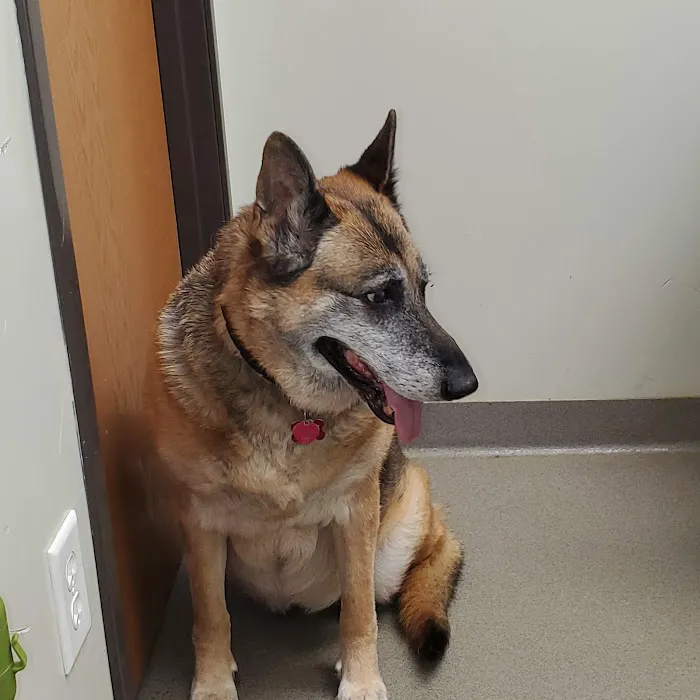 Bella SPCA Non-Profit Veterinary Hospital Picture 4