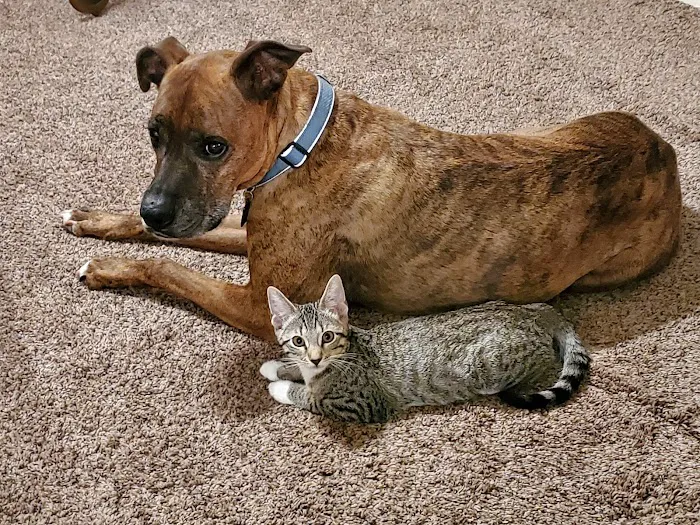 Bella SPCA Non-Profit Veterinary Hospital Picture 7