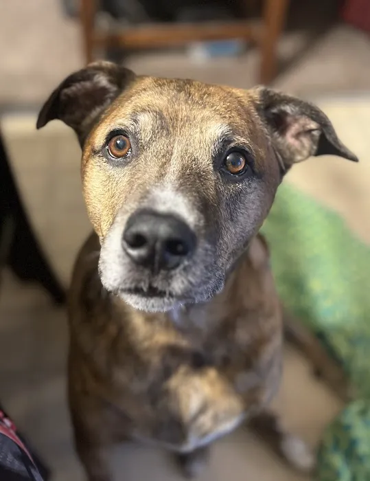 Bella SPCA Non-Profit Veterinary Hospital Picture 9