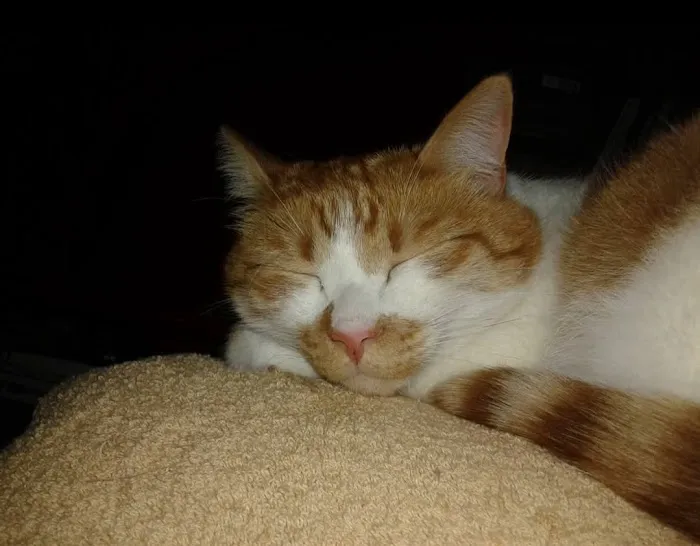 Banfield Pet Hospital Picture 4