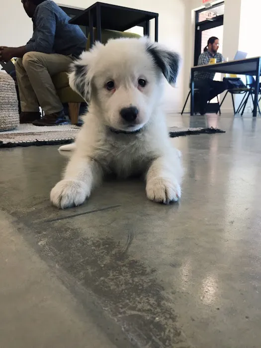 Banfield Pet Hospital Picture 5