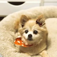 Schrag Animal Clinic ico