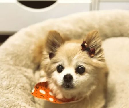 Schrag Animal Clinic