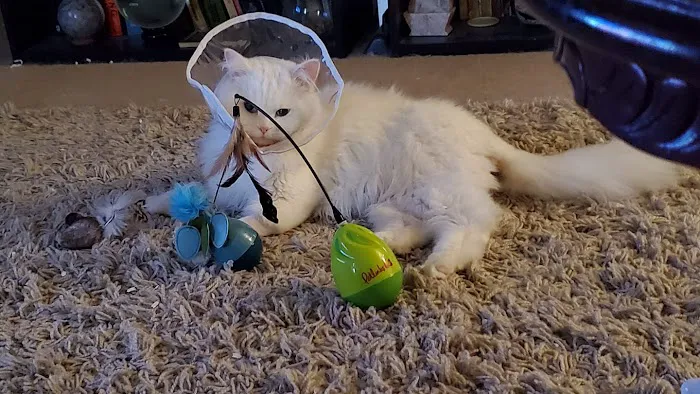 Schrag Animal Clinic Picture 7