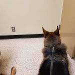 Animal Wellness Center of OKC