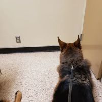 Animal Wellness Center of OKC ico