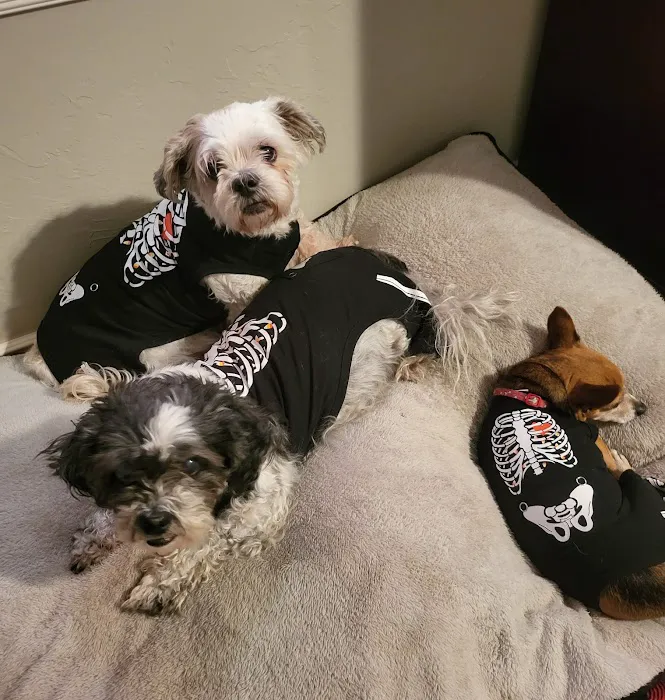 Animal Wellness Center of OKC Picture 4