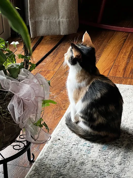 Animal Wellness Center of OKC Picture 3