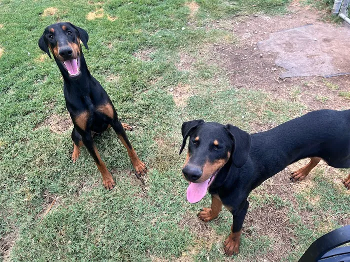 Animal Wellness Center of OKC Picture 7