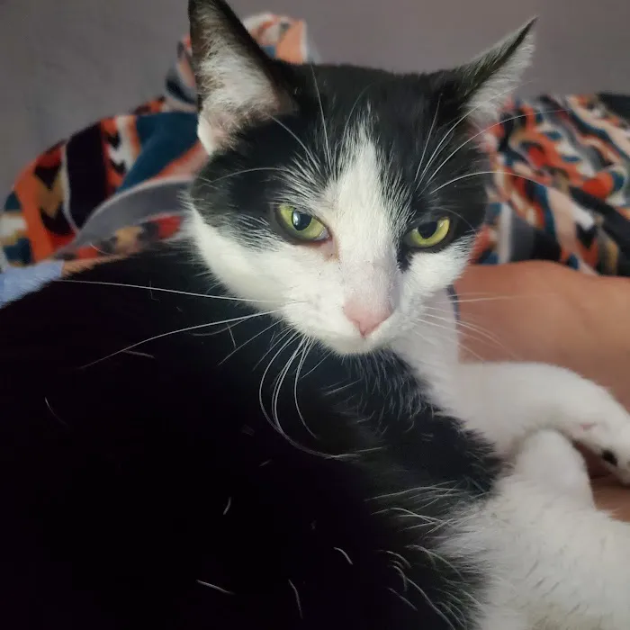 Animal Wellness Center of OKC Picture 6