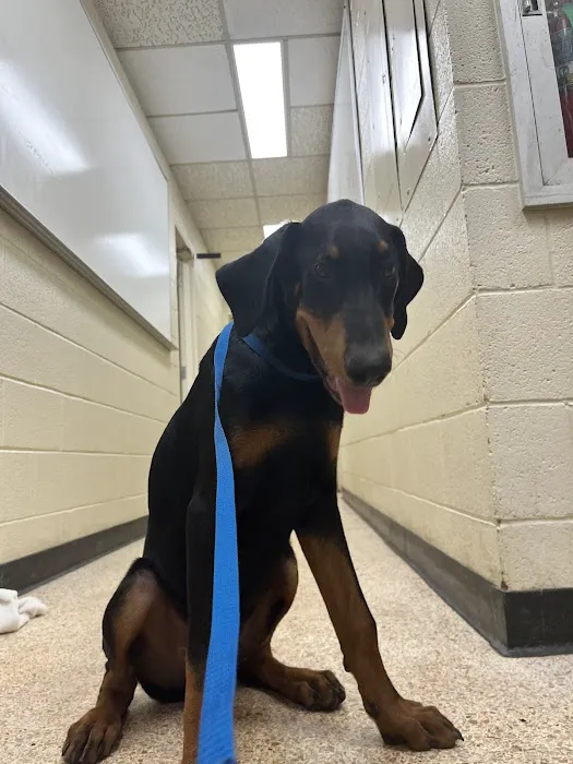 Animal Wellness Center of OKC Picture 5