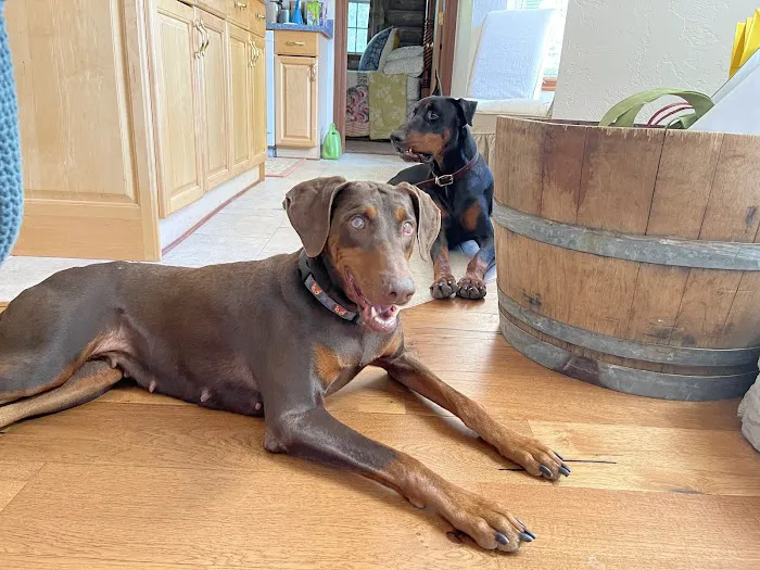 Animal Wellness Center of OKC Picture 8