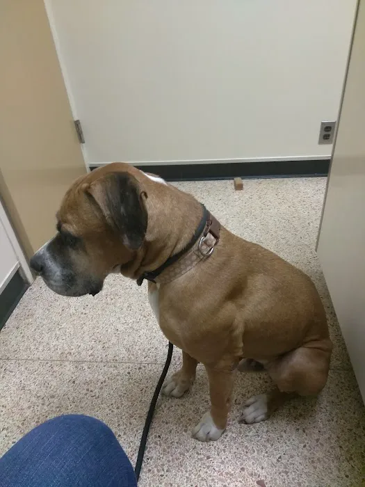 Animal Wellness Center of OKC Picture 9