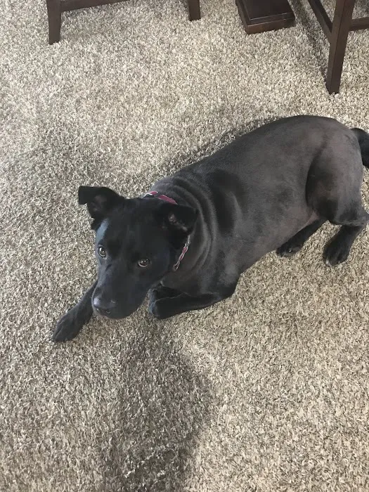 Grant Square Animal Hospital Picture 2