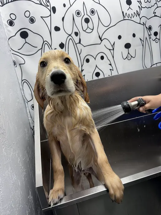 Grant Square Animal Hospital Picture 3