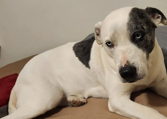 Swaim Veterinary Clinic Picture 2