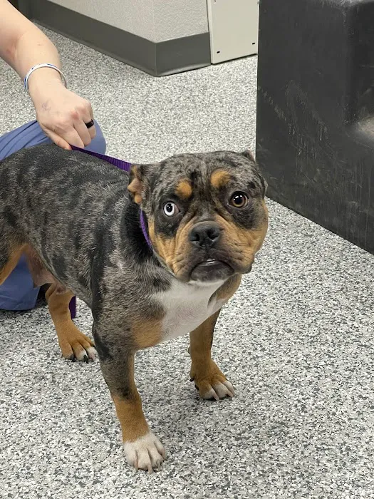 Swaim Veterinary Clinic Picture 9