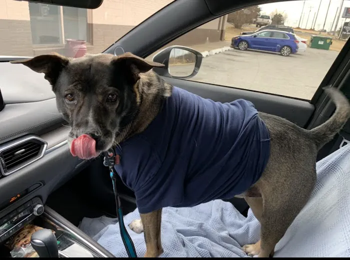 Capstone Veterinary Care Picture 3