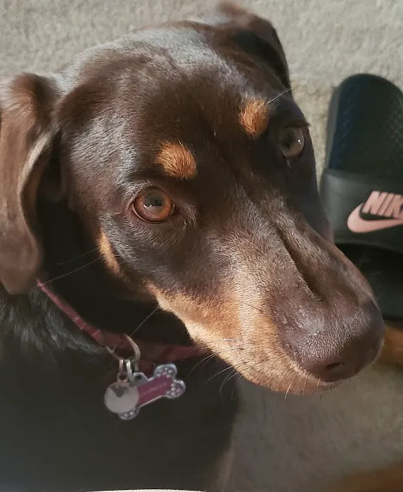 Capstone Veterinary Care Picture 2