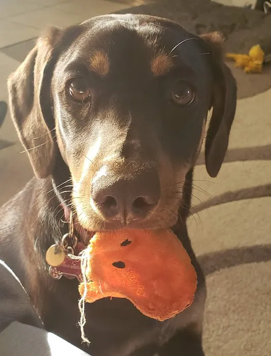 Capstone Veterinary Care Picture 1