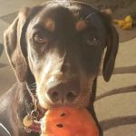 Capstone Veterinary Care